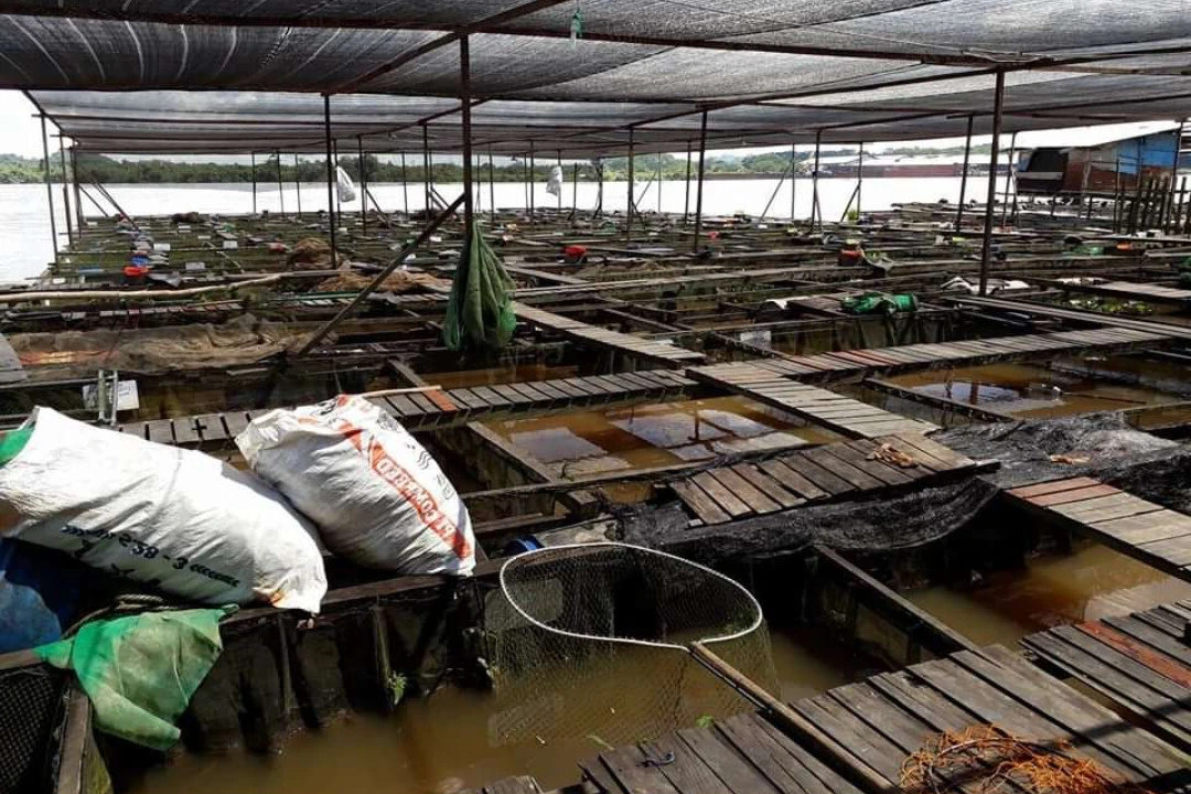 Desa Loa Raya Cetak Pemuda Tangguh Lewat Budidaya Ikan, Bangun Ekonomi dari Kolam ke Pasar